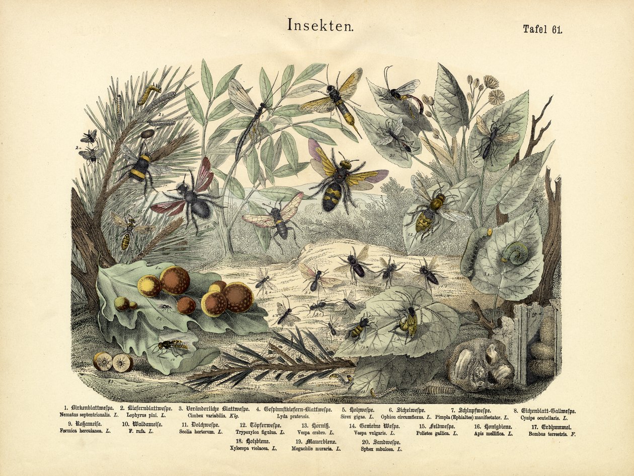 Insectos, c.1860 de German School