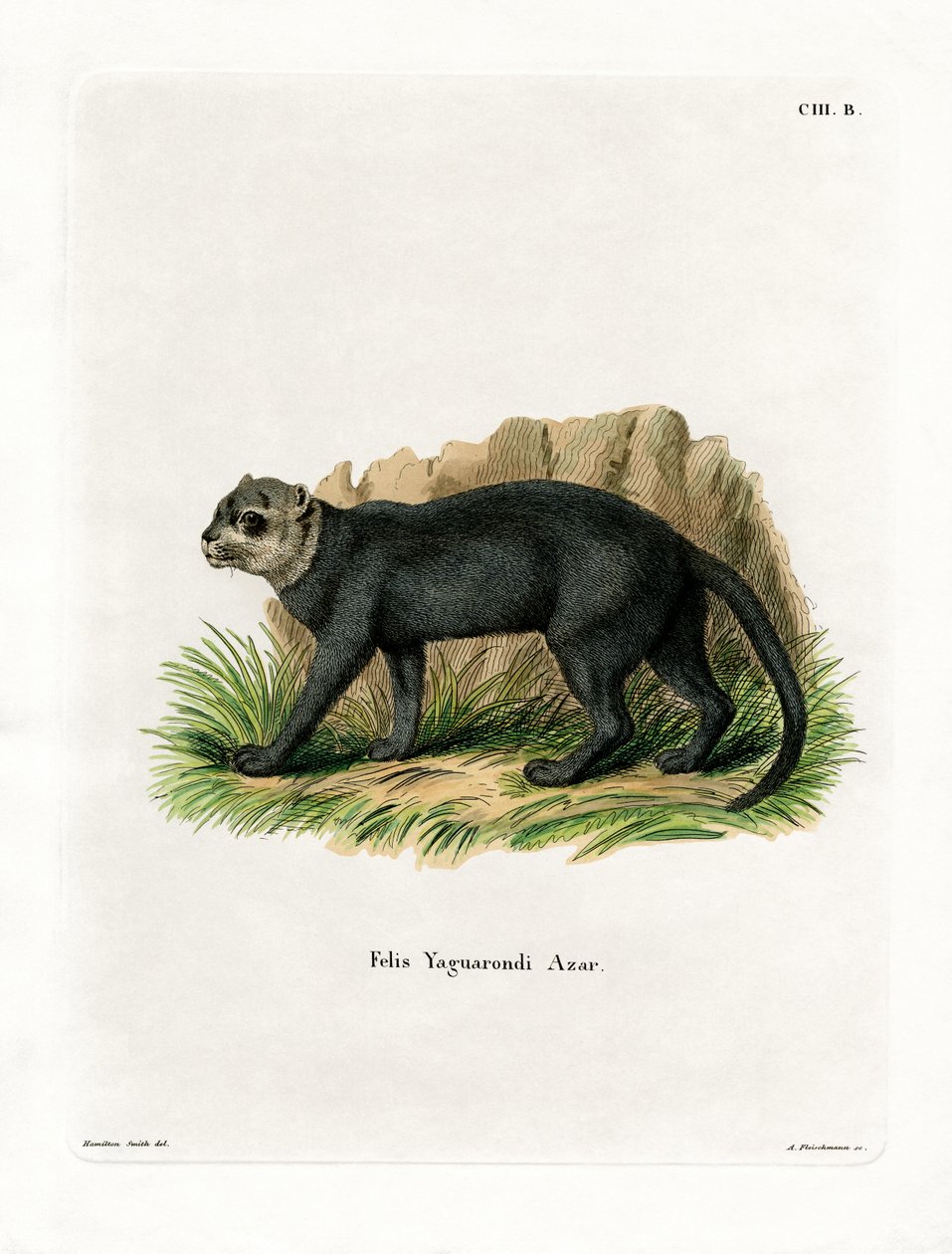 Jaguarundi de German School