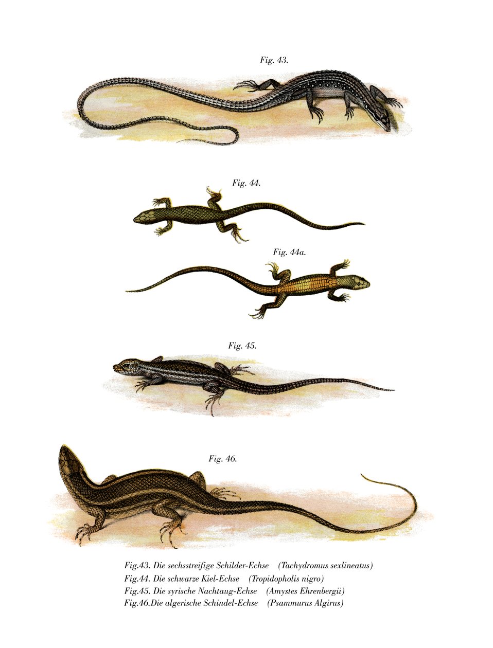 Lagarto de hierba japonés de German School