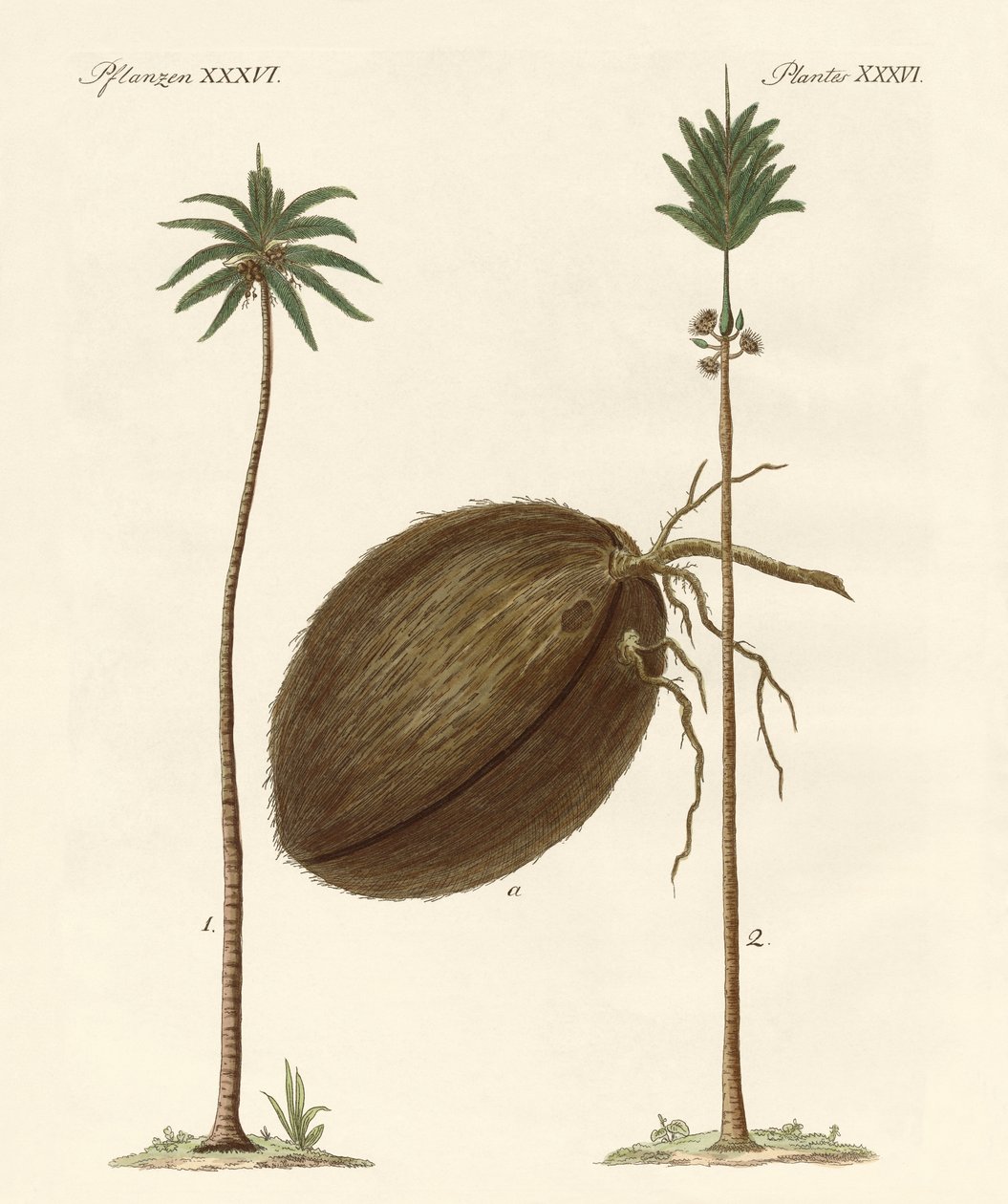 Tipos de palmeras de German School