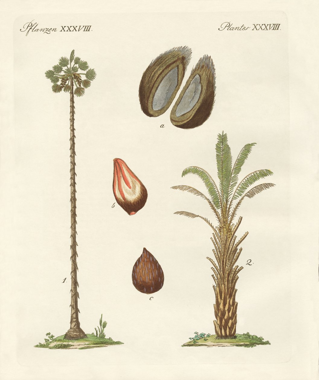 Tipos de palmeras de German School