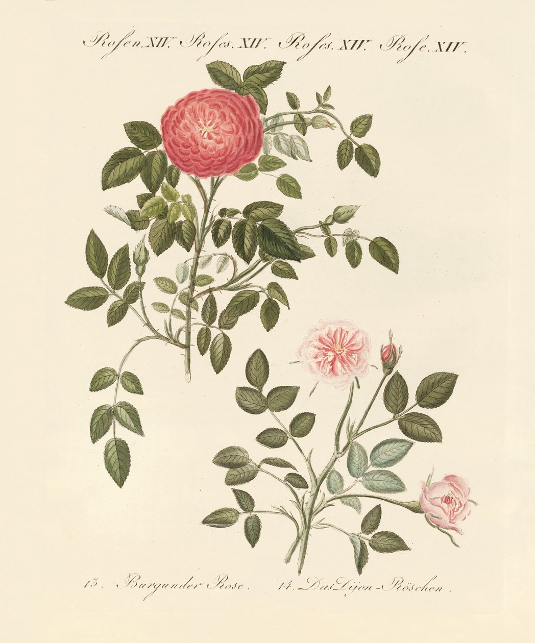 Tipos de rosas de German School