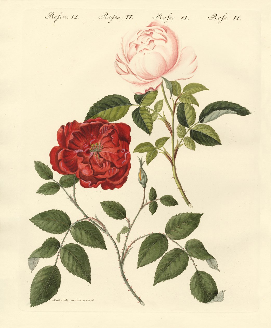 Tipos de rosas de German School