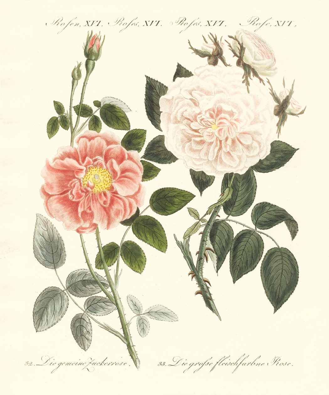 Tipos de rosas de German School