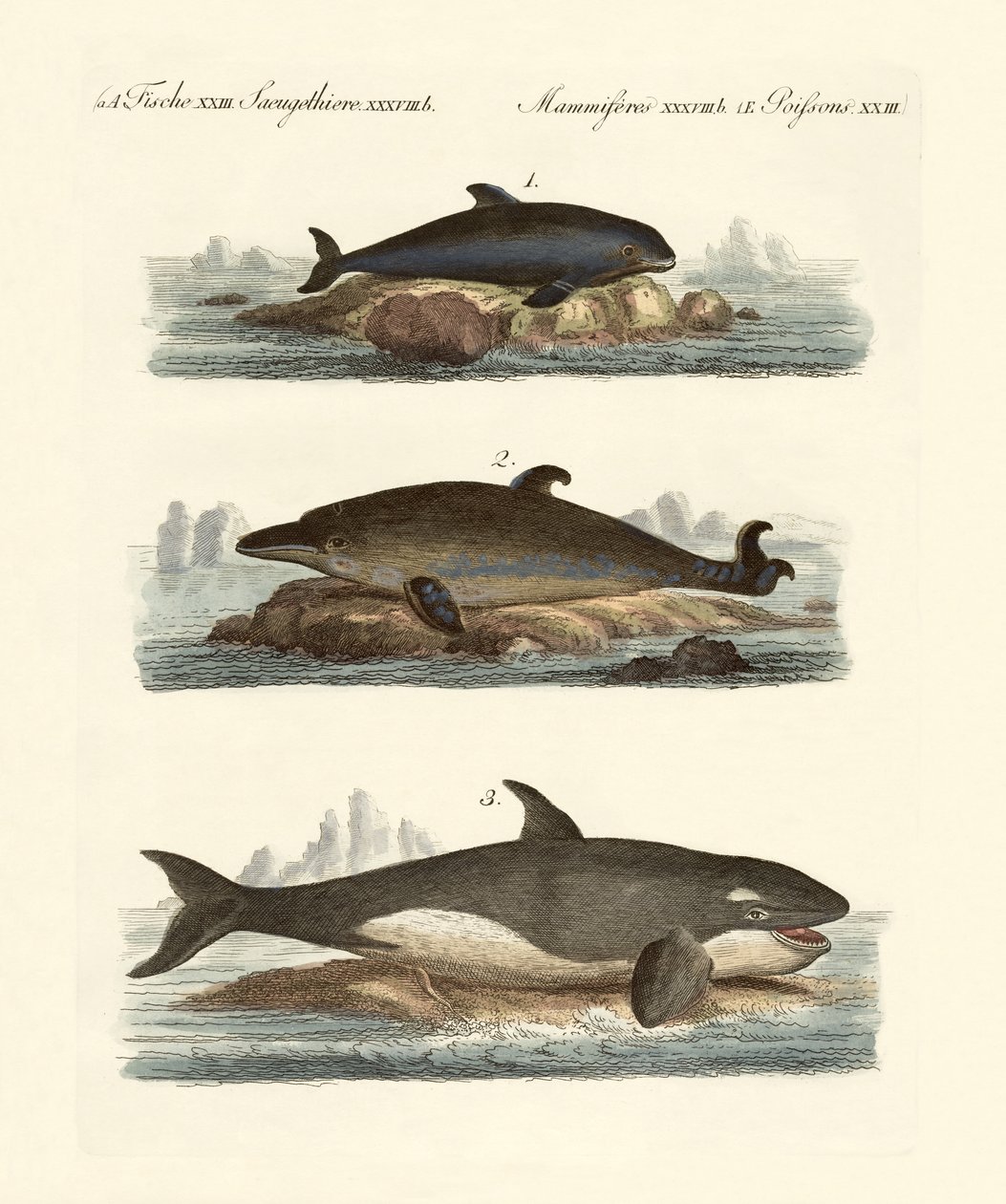 Tipos de ballenas de German School