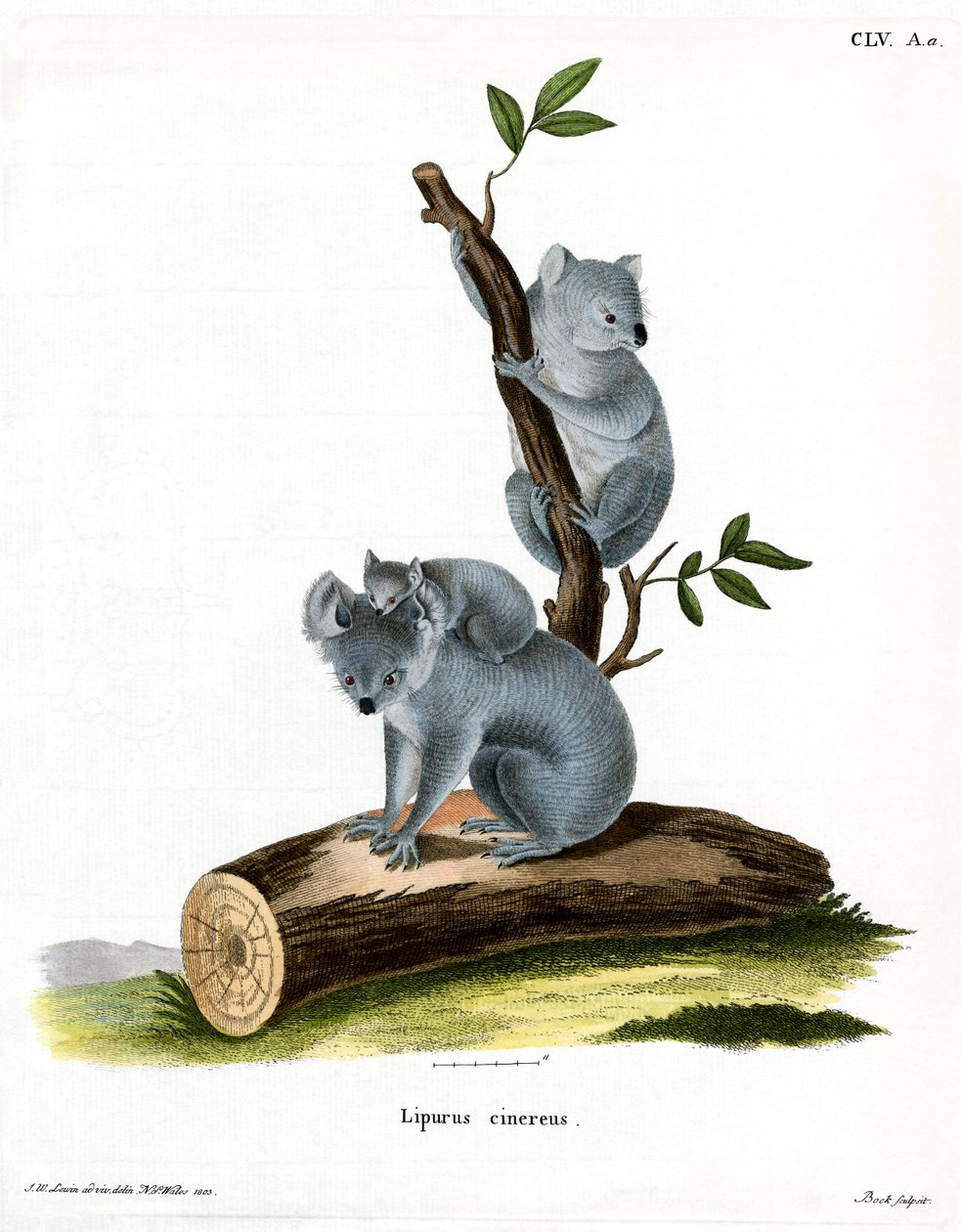 Koala de German School