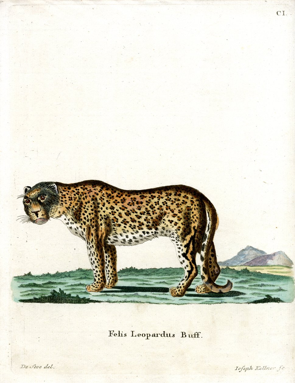 Leopardo de German School