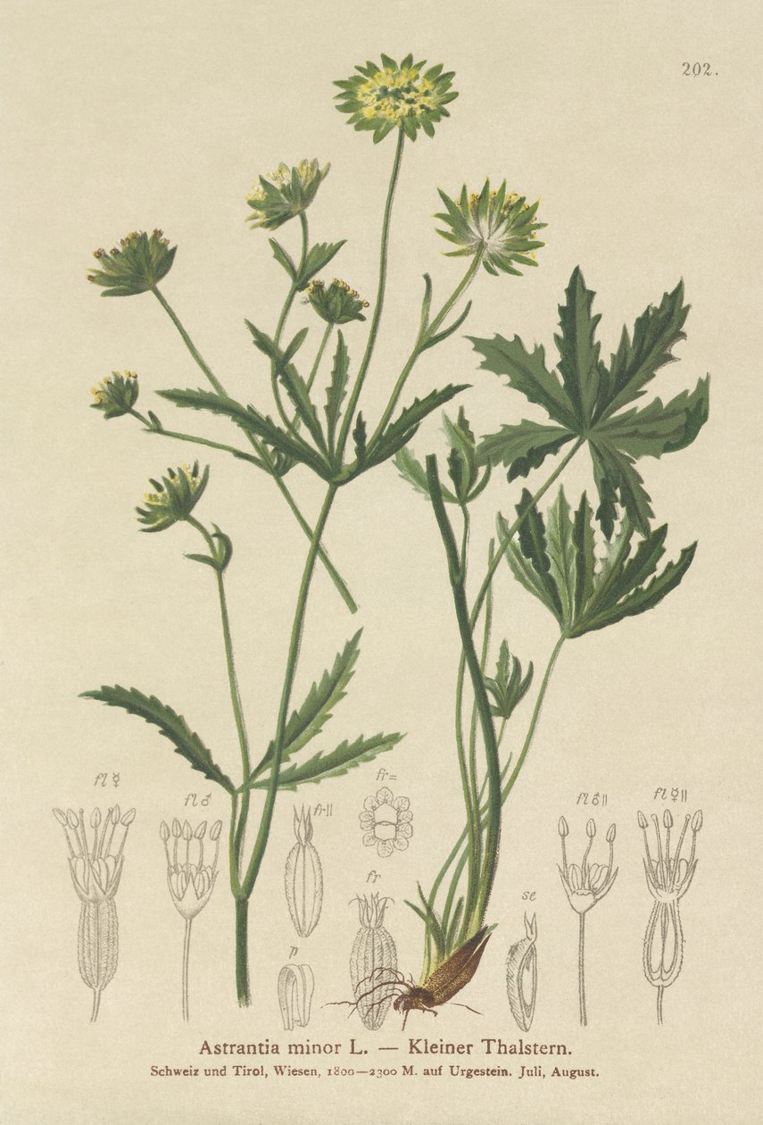Astrancia menor (Astrantia minor) de German School