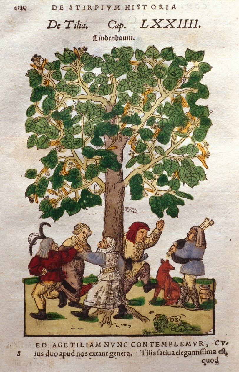 Árbol de lima o tilo de German School