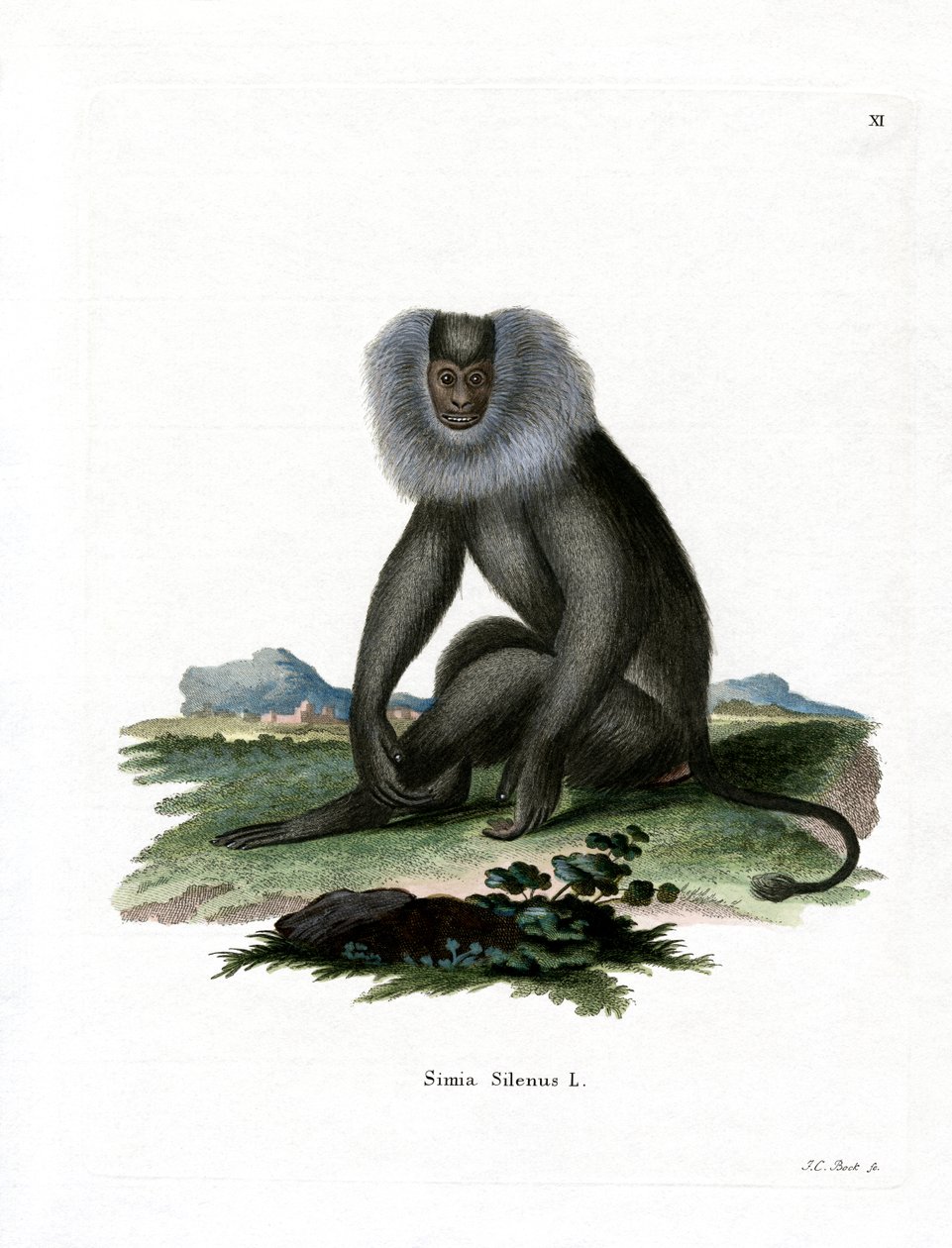 Macaco de Cola de León de German School
