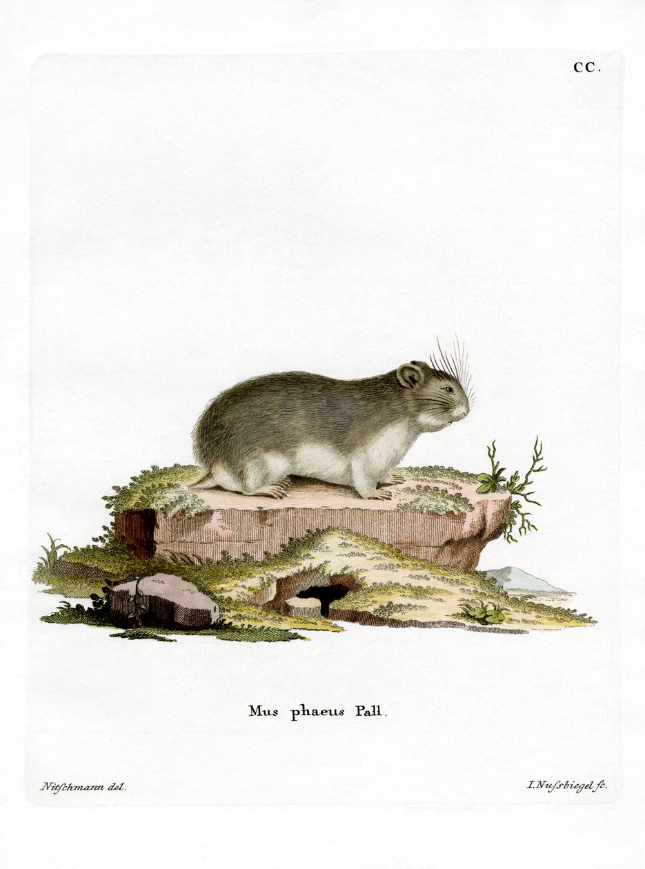 Pequeño Hámster Gris de German School