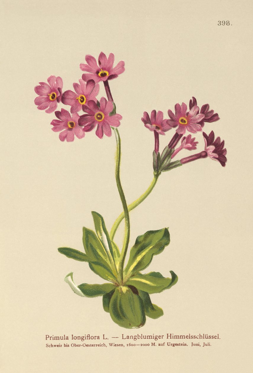 Primavera de flores largas (Primula longiflora) de German School
