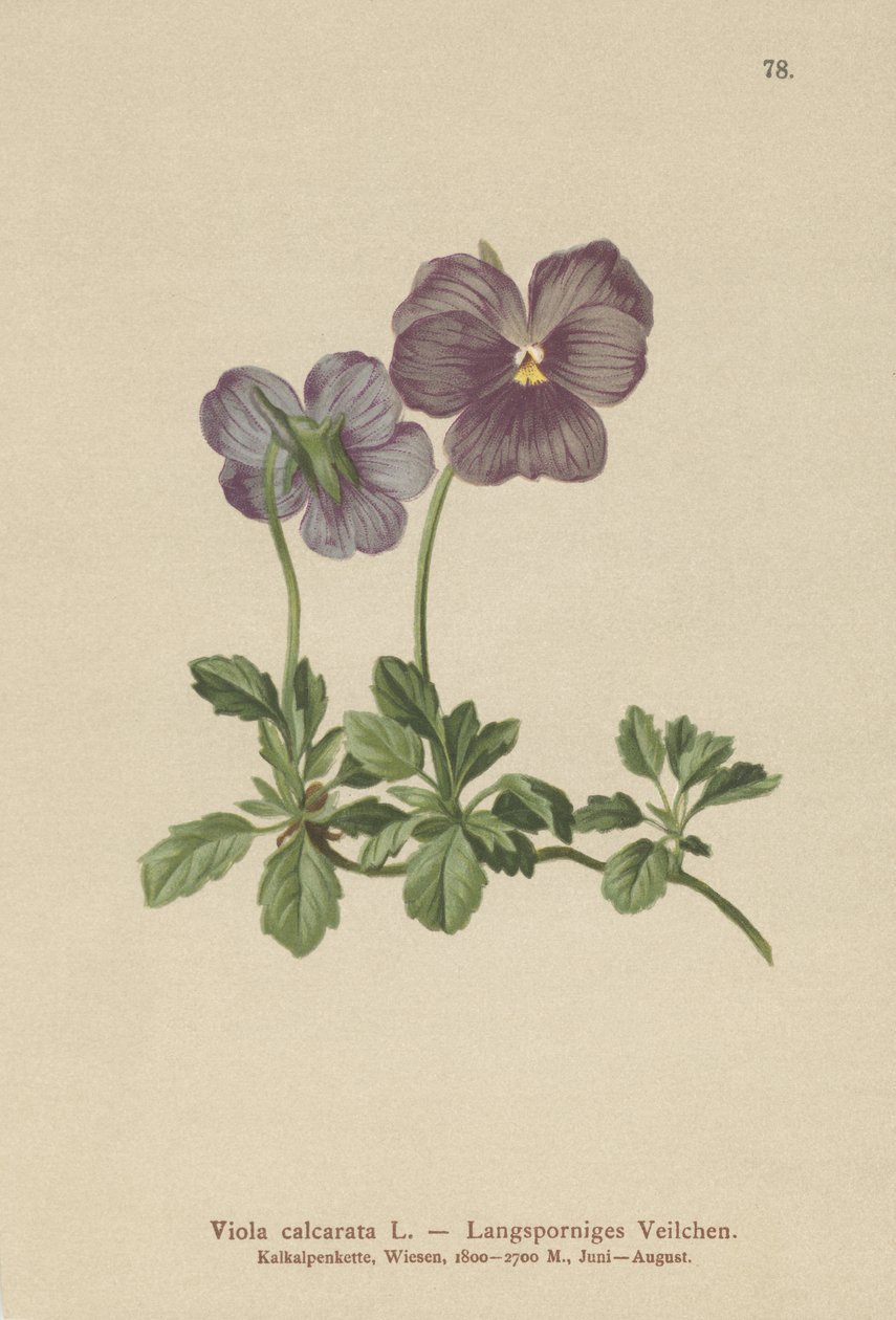 Violeta de espolón largo de German School