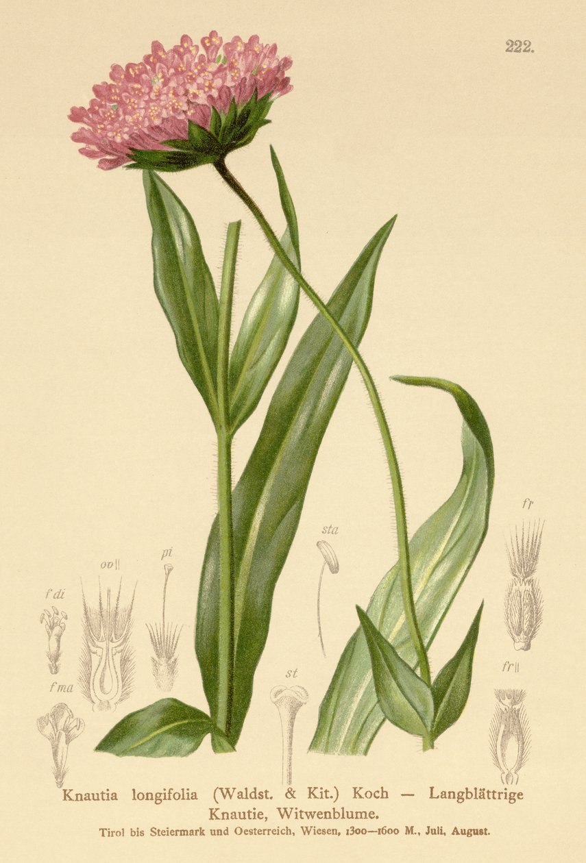 Flor de viuda de hoja larga (Knautia longifolia) de German School