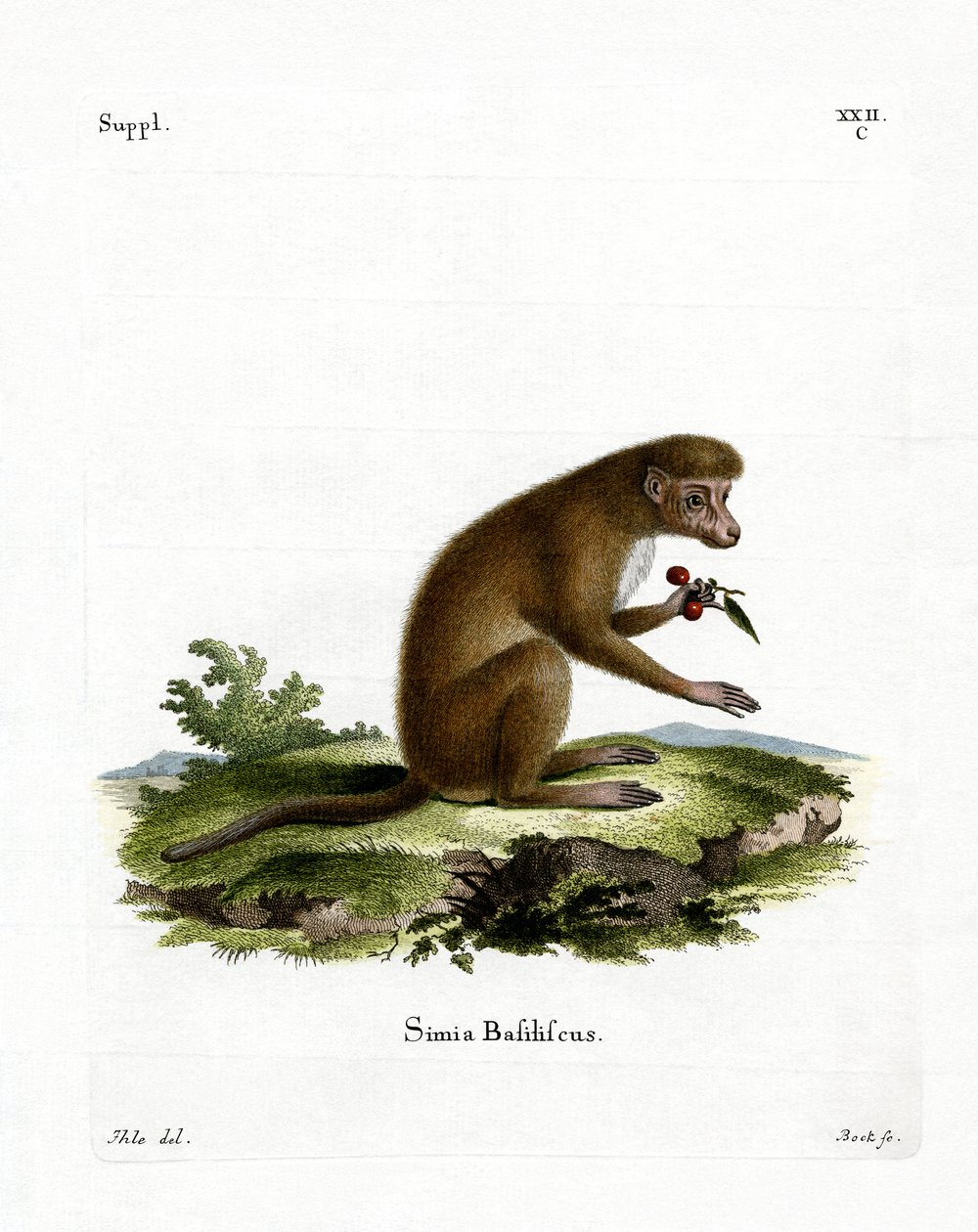 Macaco de German School