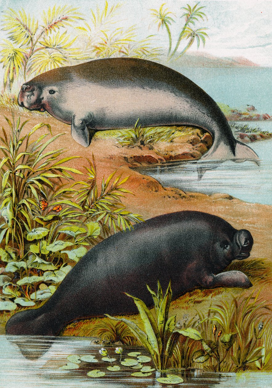 Manatí y dugongo, c.1880 de German School