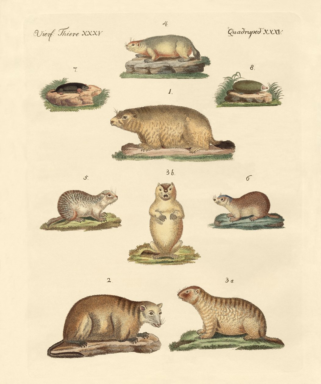 Marmotas y topos de German School