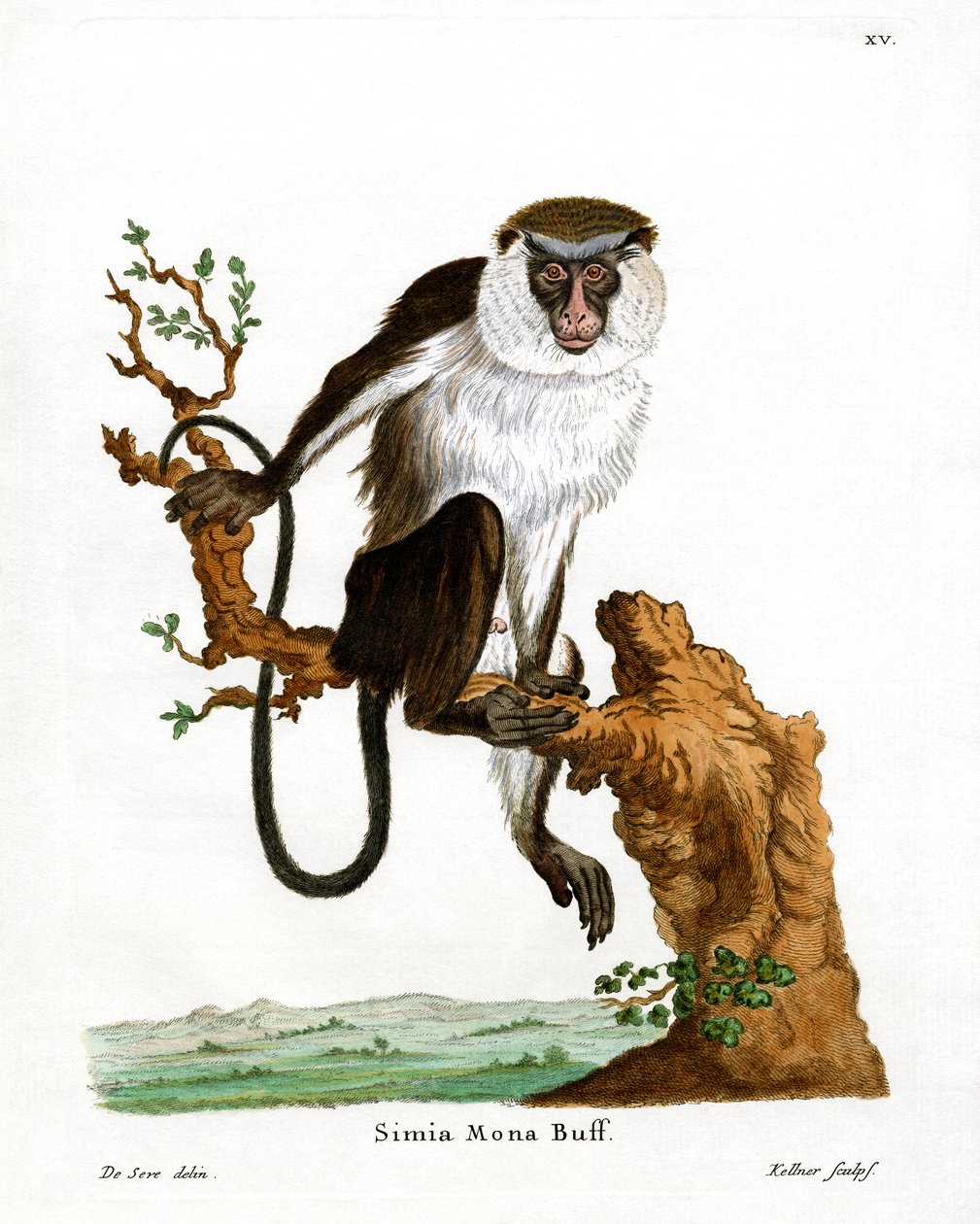 Mono Mona de German School