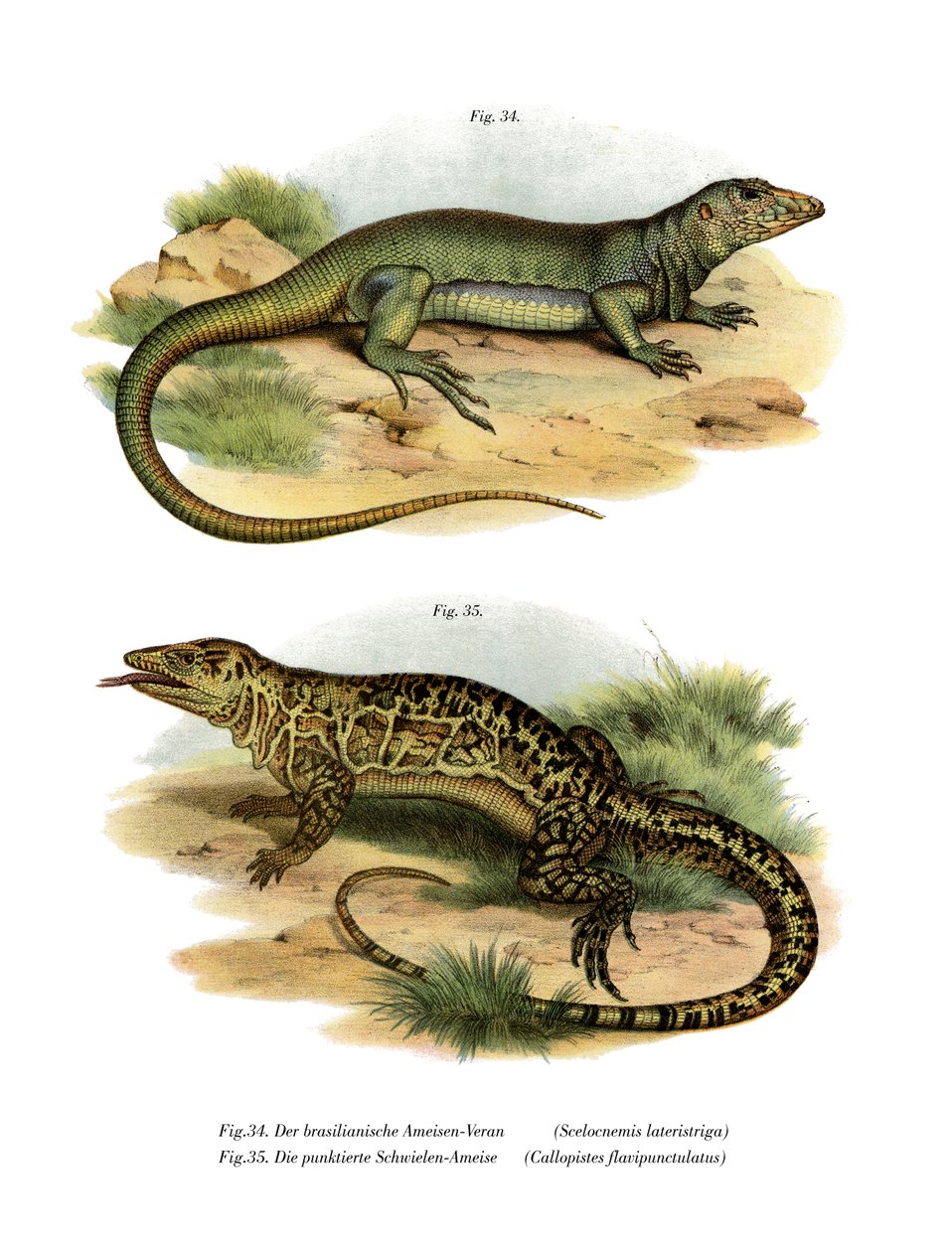 Lagarto monitor de German School
