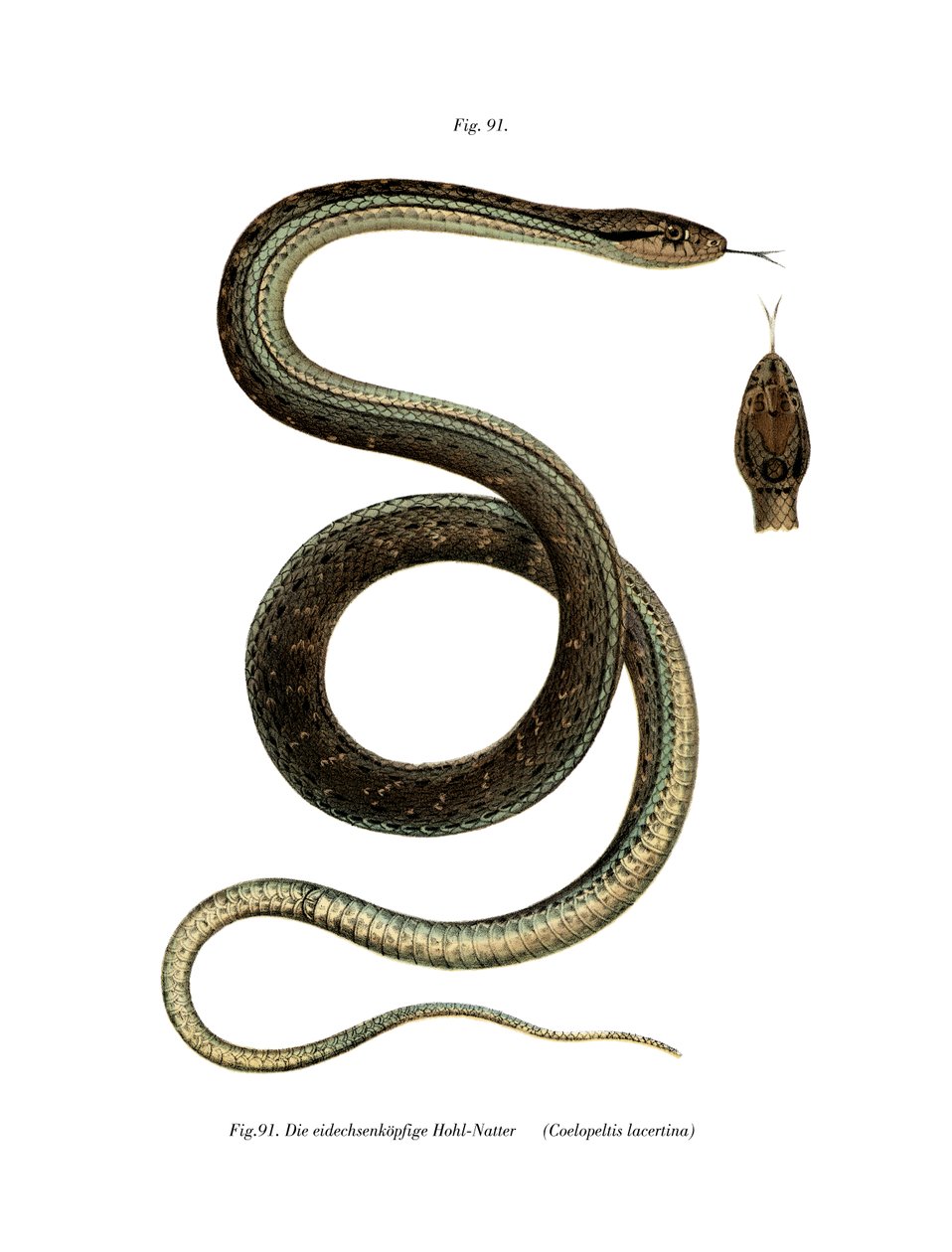 Serpiente de Montpellier de German School