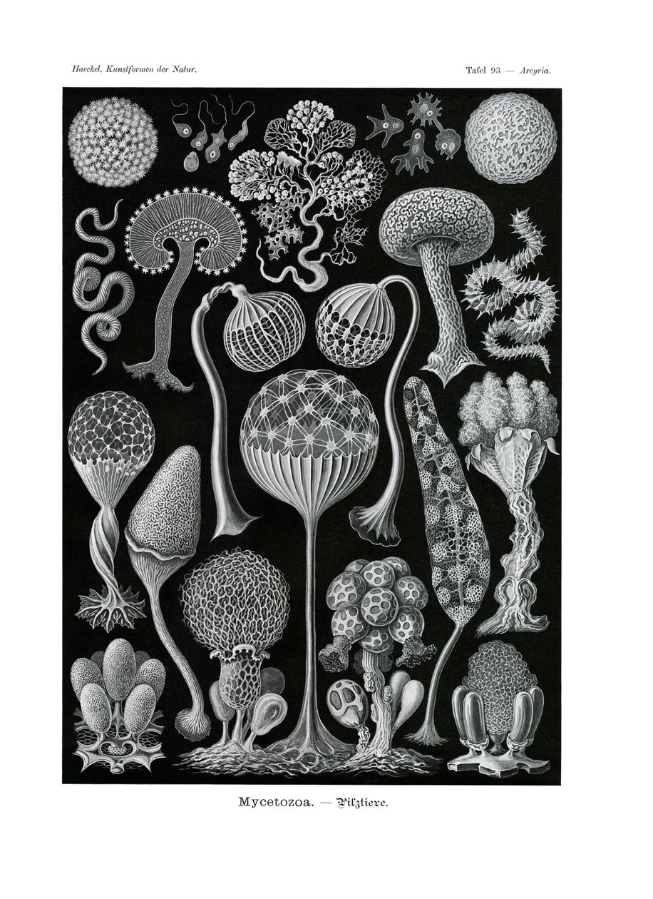 Mycetozoa de German School