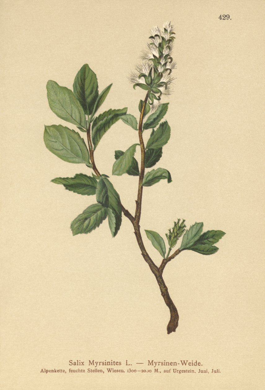 Sauce de mirto (Salix Myrsinites) de German School
