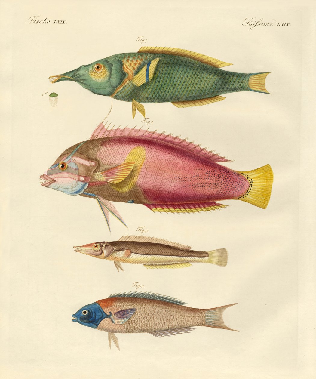 Peces recién descubiertos de German School