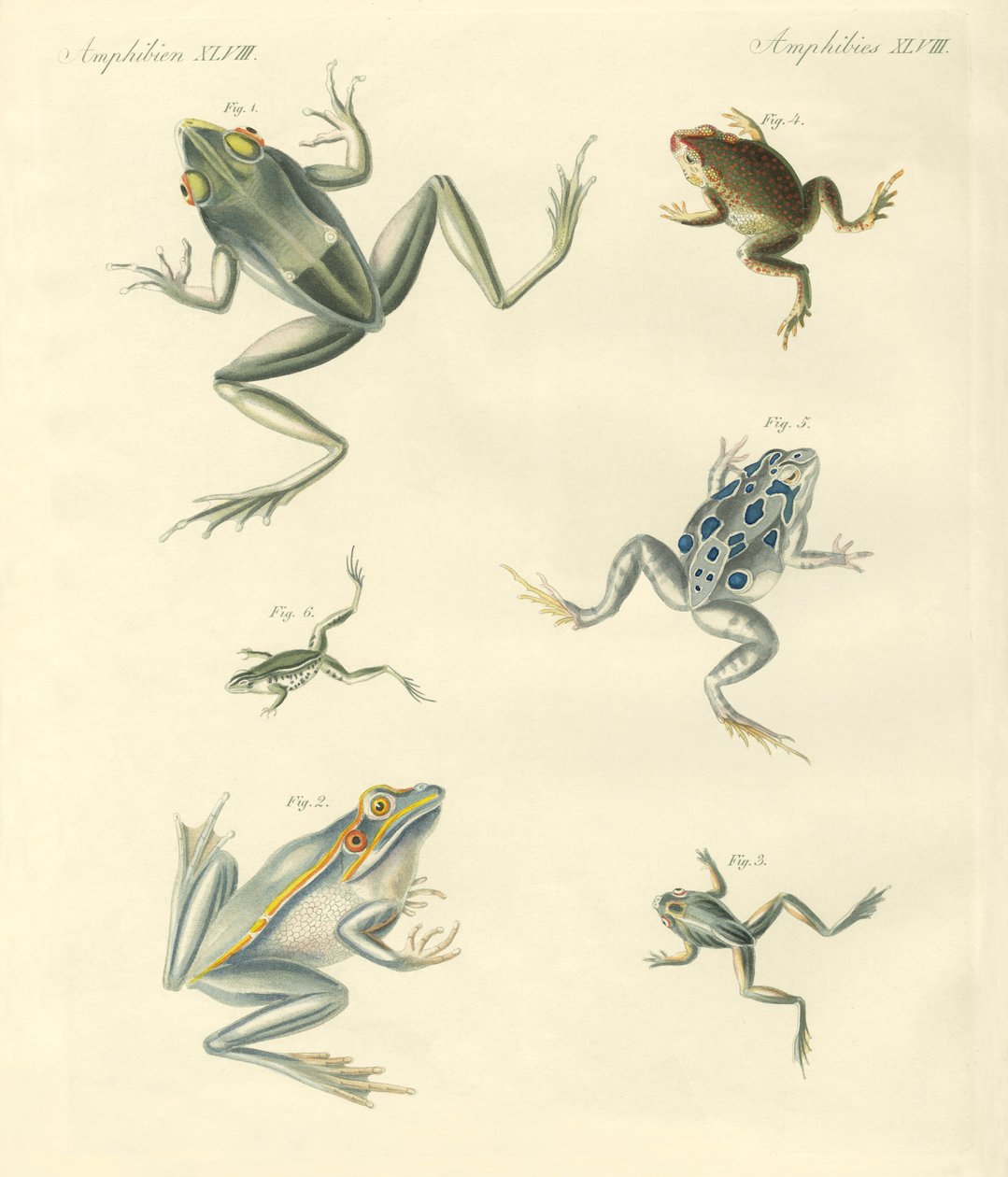 Ranas y sapos recién descubiertos de German School
