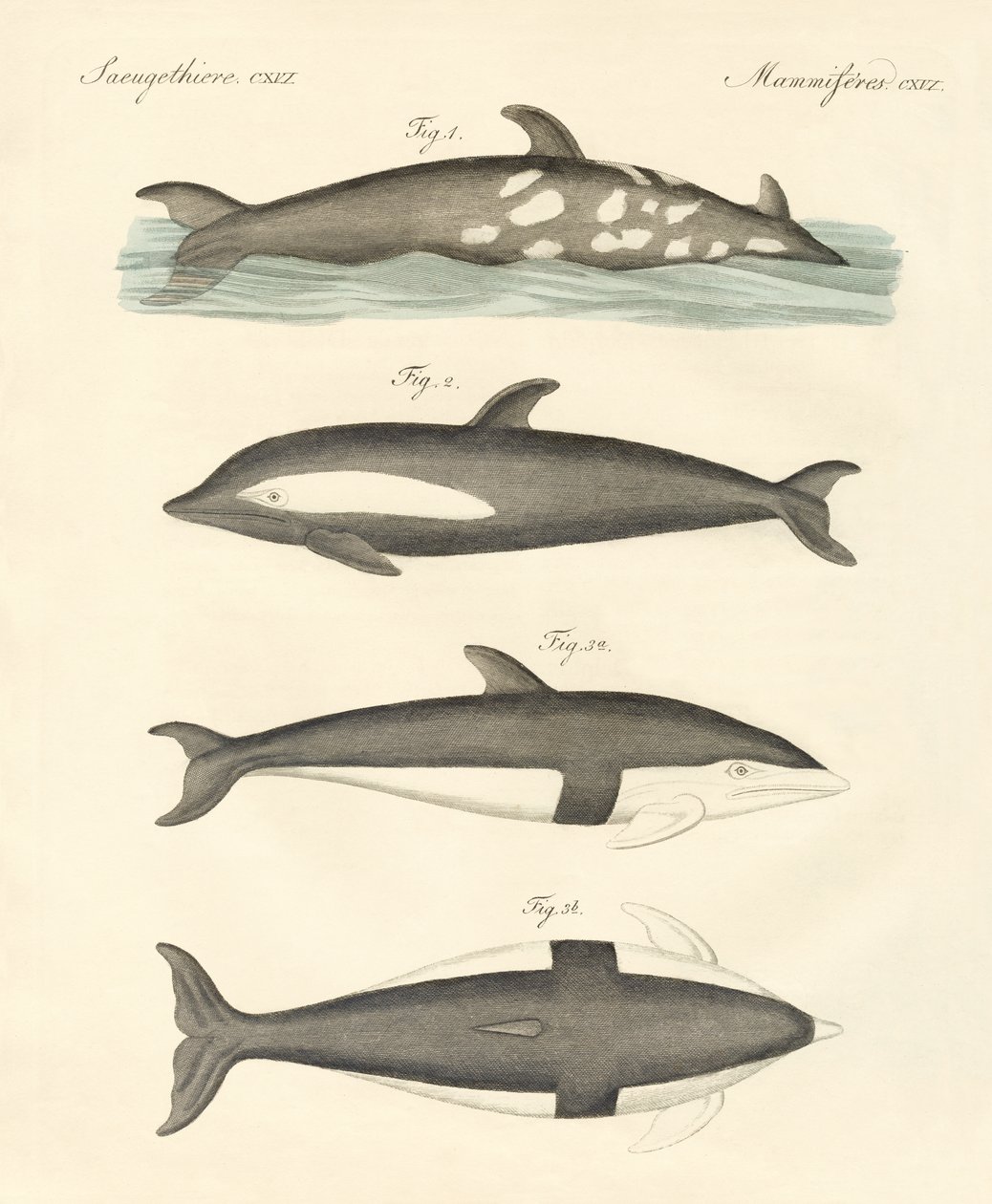 Nuevos delfines de German School