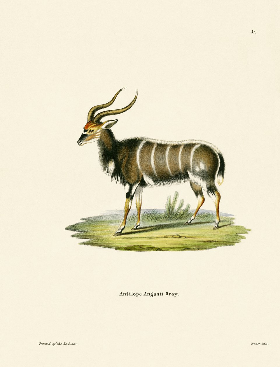Nyala de German School