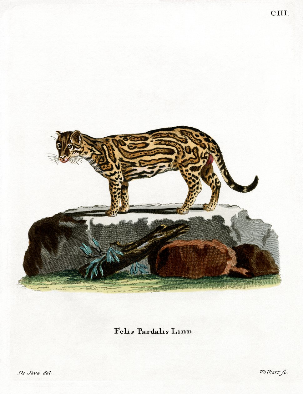 Ocelote de German School