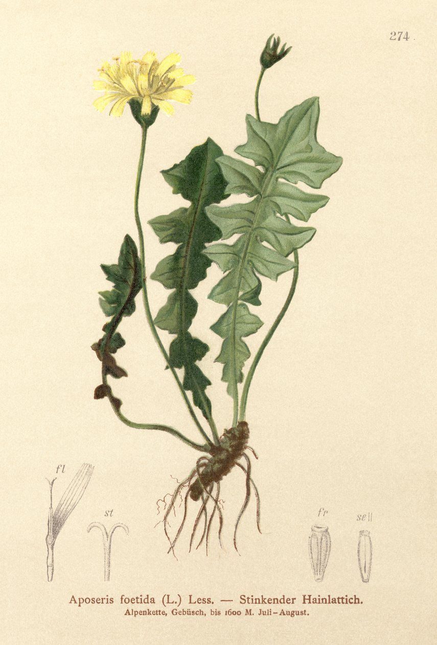 Ensalada de cerdo olorosa (Aposeris foetida) de German School
