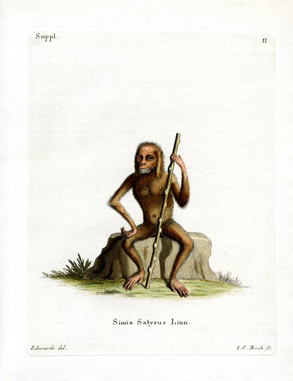 Orangután de German School