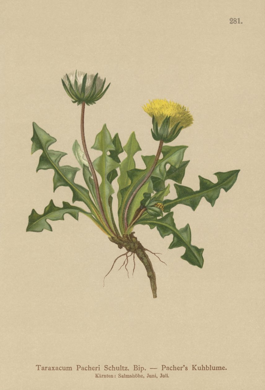 Diente de león de Pacher (Taraxacum Pacheri) de German School