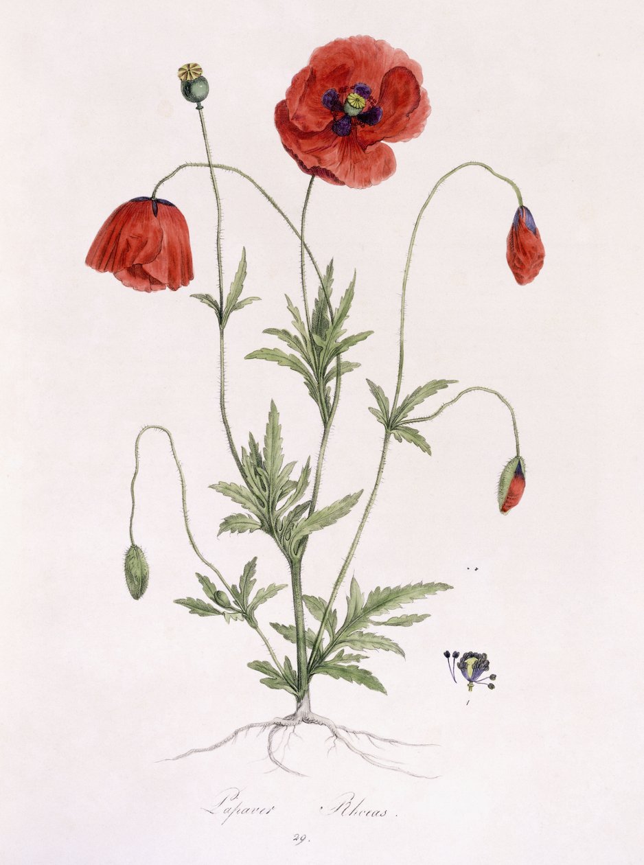Papaver Rhoeas de German School