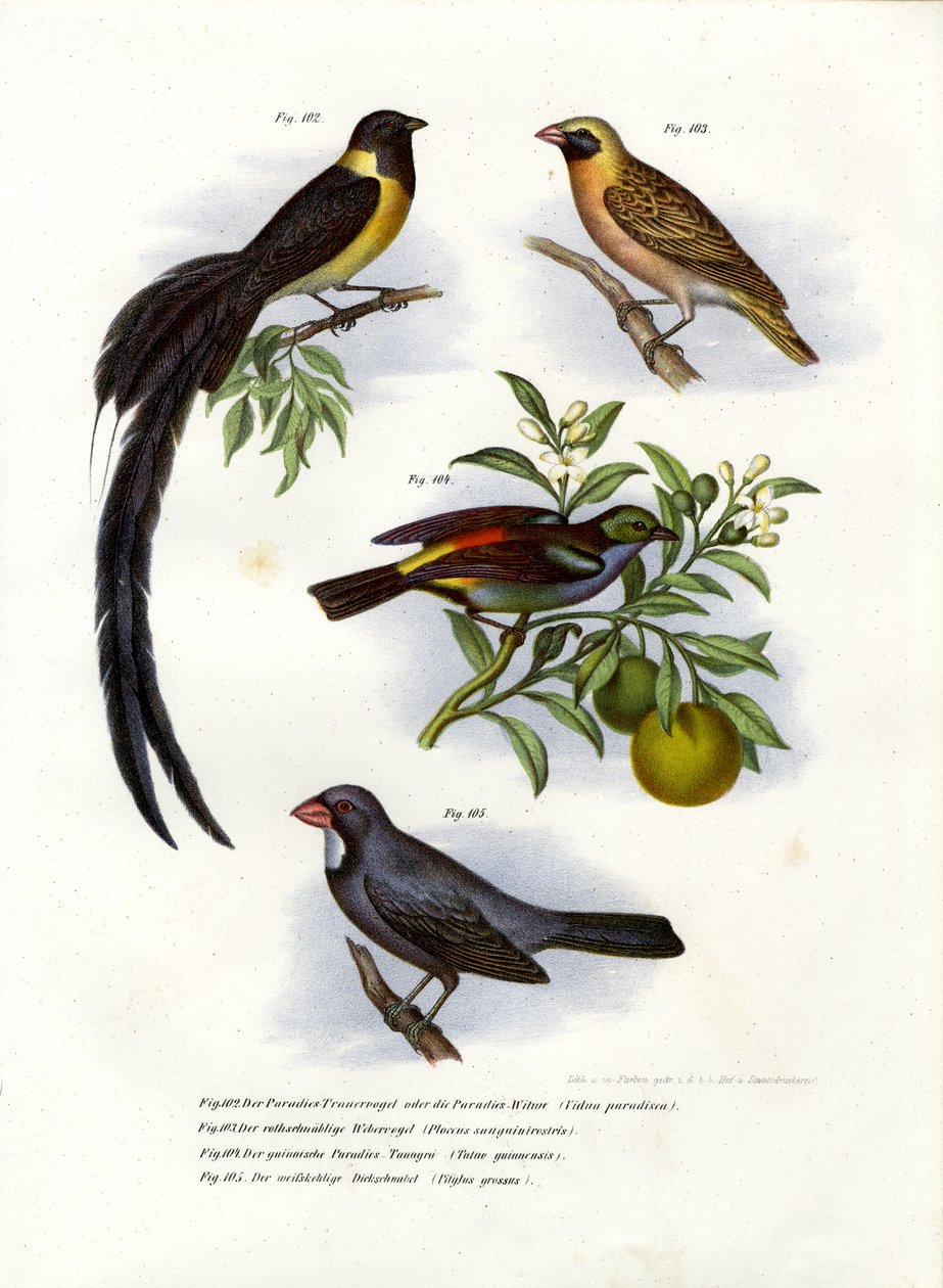Viuda del Paraíso, 1864 de German School