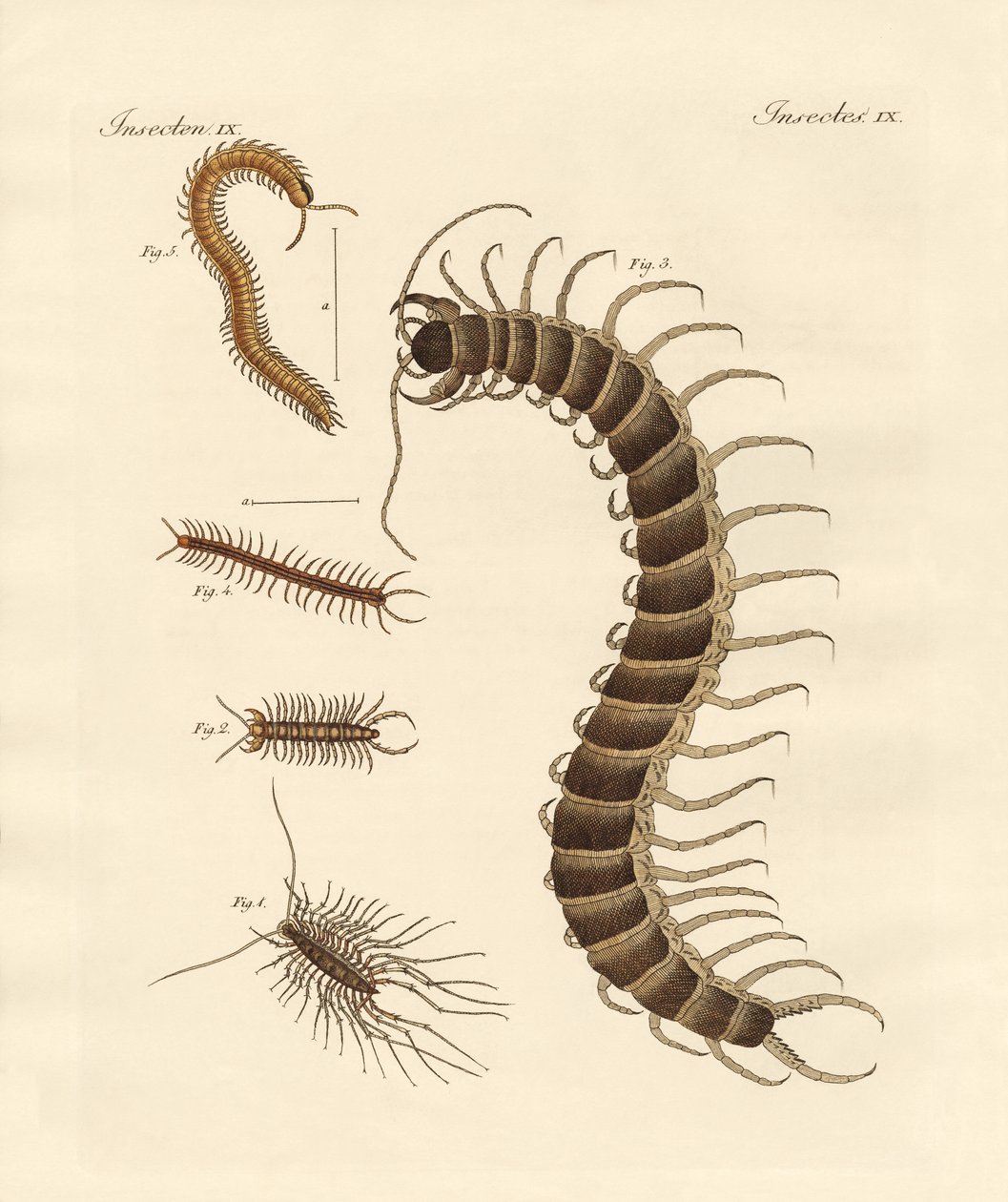Insectos peculiares de German School
