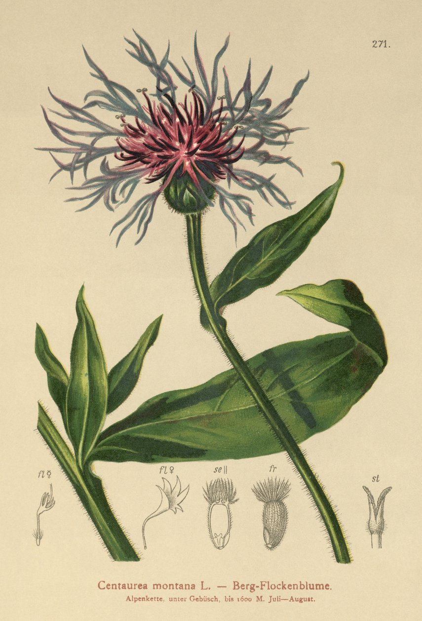 Centaurea perenne (Centaurea montana) de German School
