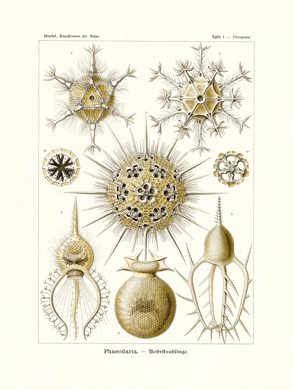 Phaeodaria, 1899-1904 de German School