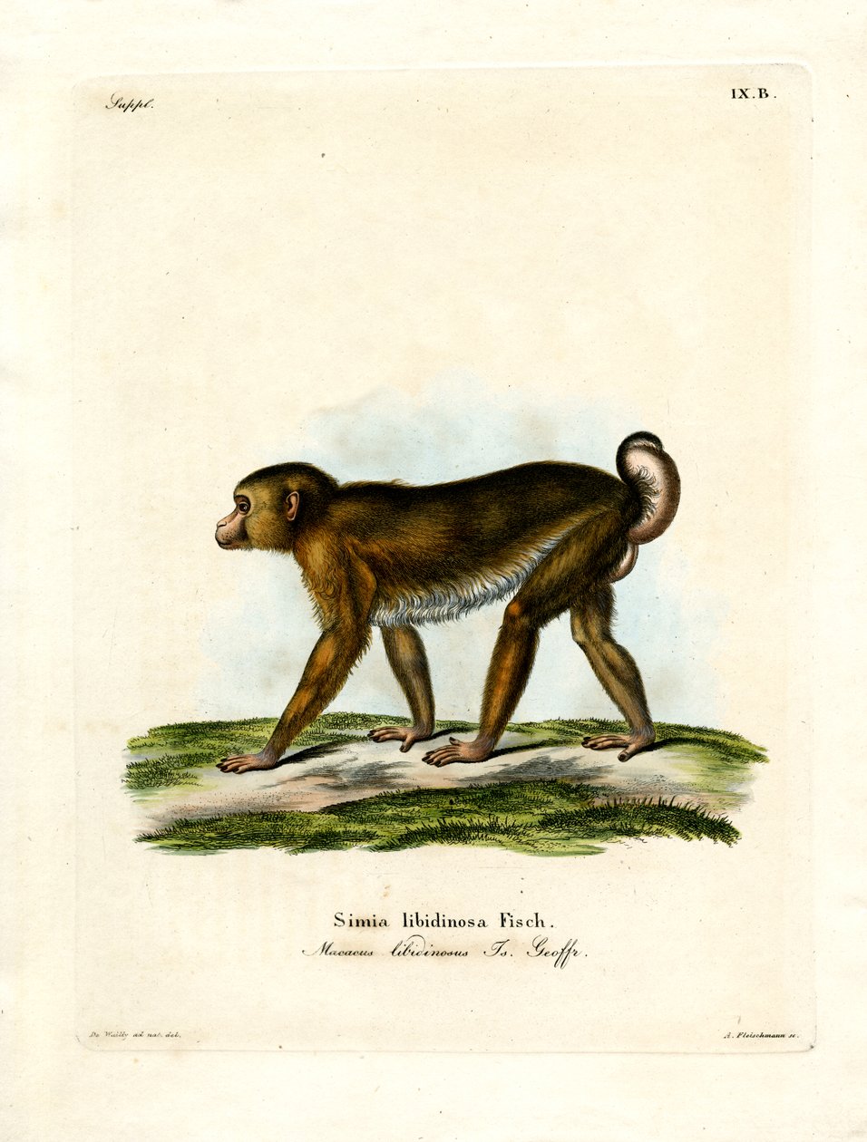 Macaco Cola de Cerdo de German School