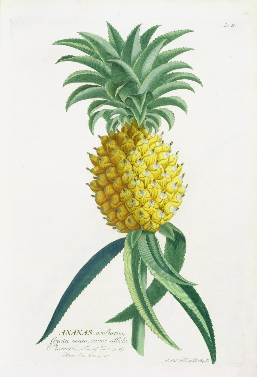Piña grabada por Johann Jakob Haid de German School