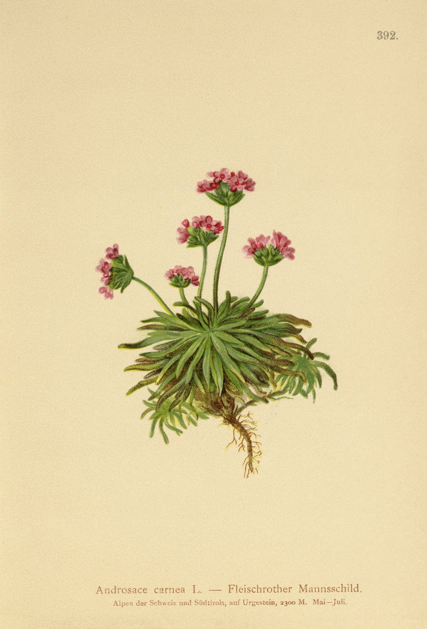 Jazmín de roca rosado (Androsace carnea) de German School