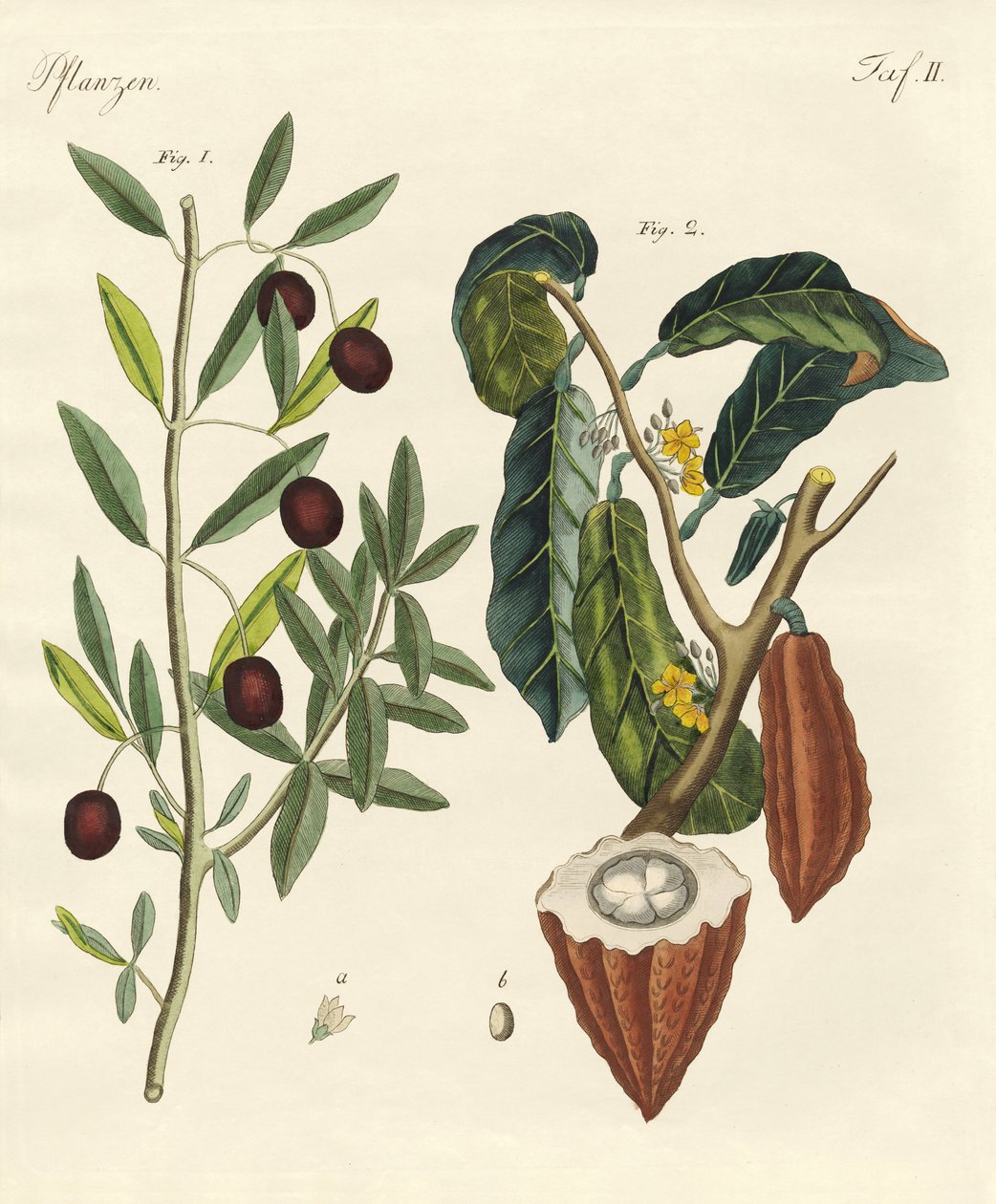 Plantas de países cálidos de German School