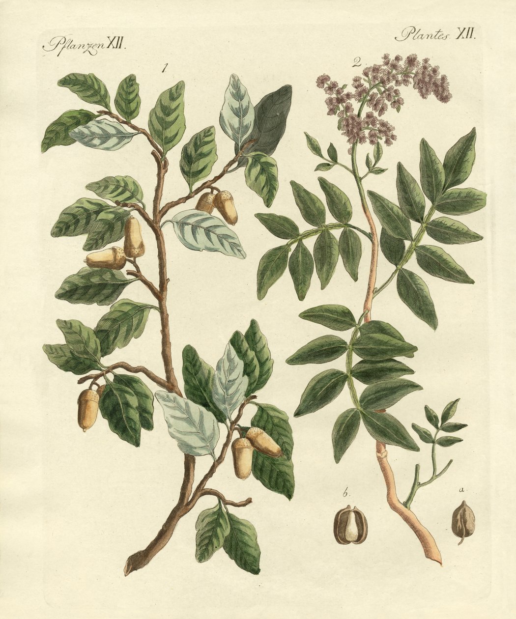 Plantas de países cálidos de German School