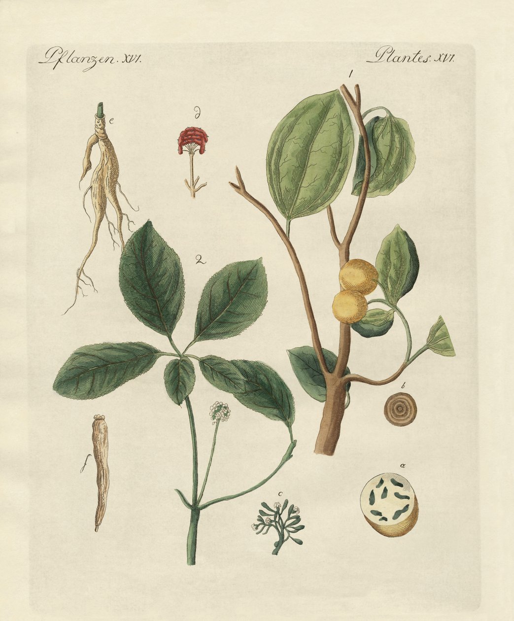 Plantas de países cálidos de German School