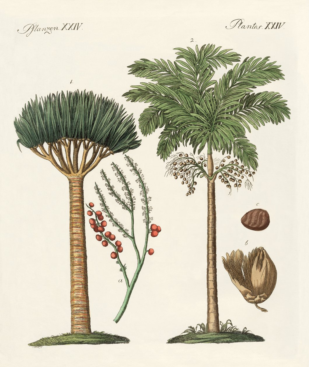 Plantas de países cálidos de German School