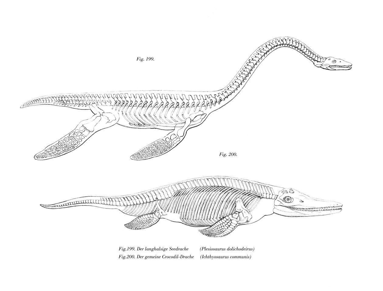 Plesiosaurio de German School