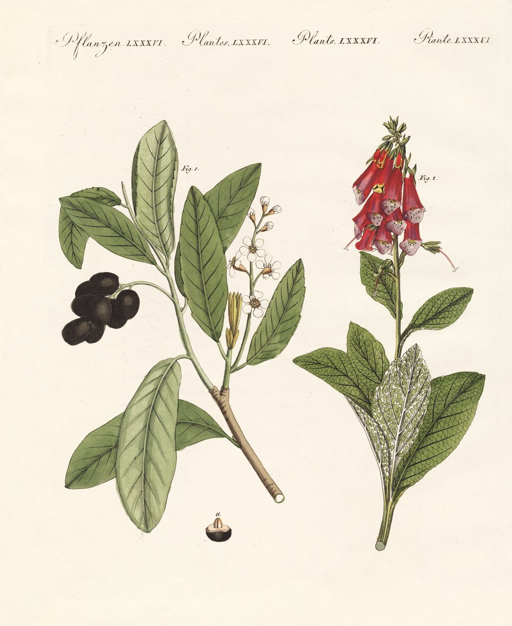 Plantas venenosas de German School