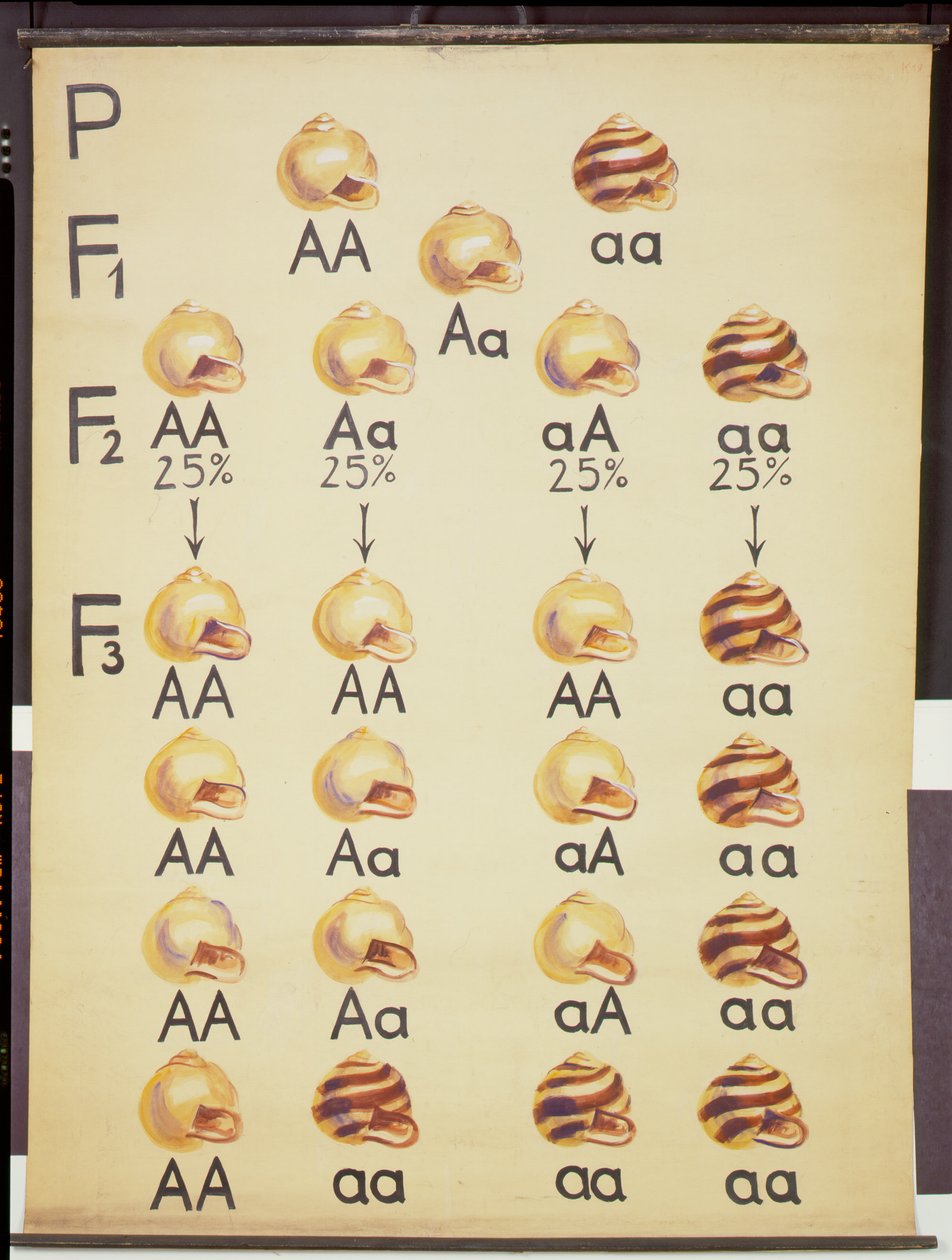 Póster de caracoles Cepea de German School
