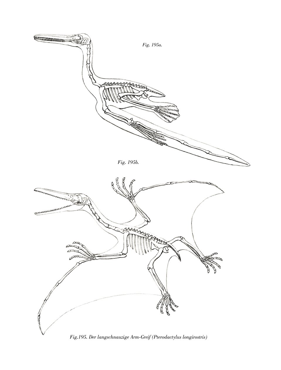 Pterodáctilo de German School